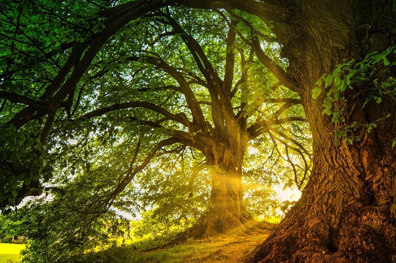 Magical Woodland Decor