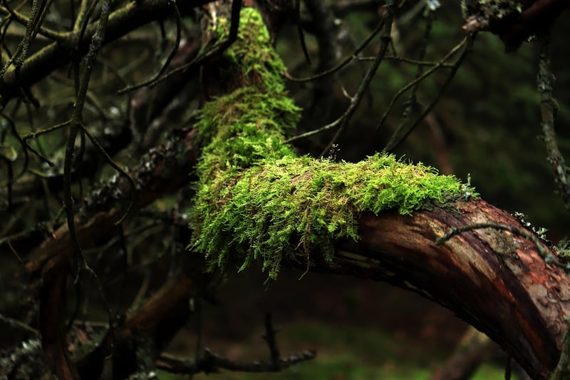 Mossy Table Runner